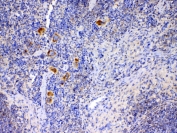 IHC testing of FFPE mouse spleen tissue with IL12 p35 antibody at 1ug/ml. Required HIER: steam section in pH6 citrate buffer for 20 min and allow to cool prior to testing.