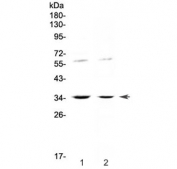 Western blot testing of human 1) HeLa and 2) SW620 cell lysate with IL12 p35 antibody at 0.5ug/ml. Predicted molecular weight ~25 kDa (unmodified), ~35 kDa (glycosylated).