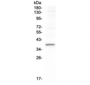 Western blot testing of human U-2 OS cell lysate with TAL1 antibody at 0.5ug/ml. Predicted molecular weight ~34 kDa, routinely observed at 39-41 kDa.