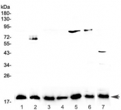 Western blot testing of 1) placenta, 2) PANC-1, 3) rat lymph, 4) rat small intestine, 5) rat testis, 6) rat ovary, and 7) mouse testis lysate with IL-23 antibody at 0.5ug/ml. Predicted molecular weight ~21 kDa, observed molecular weight ~19 kDa.