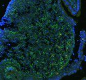 Immunofluorescent staining of FFPE mouse lymph tissue with CD41 antibody (green) at 1ug/ml and DAPI nuclear stain (blue). HIER: steam section in pH6 citrate buffer for 20 min.