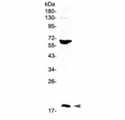 Western blot testing of human HepG2 cell lysate with CD40L antibody at 0.5ug/ml. Expected molecular weight: 29-39 kDa (depending on glycosylation level) or ~18 kDa (soluble form).