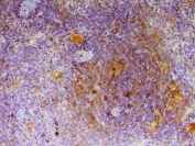 IHC testing of FFPE rat spleen tissue with Cd40l antibody at 1ug/ml. Required HIER: steam section in pH6 citrate buffer for 20 min and allow to cool prior to testing.