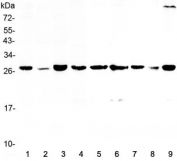 Western blot testing of human 1) HeLa, 2) placenta, 3) MCF7, 4) 22RV1, 5) rat lung, 6) rat PC-12, 7) mouse lung, 8) mouse HEPA1-6 and 9) mouse NIH3T3 lysate with 14-3-3 sigma antibody at 0.5ug/ml.