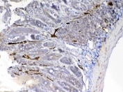 IHC testing of FFPE rat small intestine tissue with Factor D antibody at 1ug/ml. Required HIER: steam section in pH6 citrate buffer for 20 min and allow to cool prior to testing.