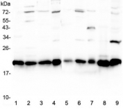Western blot testing of rat 1) brain, 2) spleen, 3) testis, 4) PC-12 and mouse 5) brain, 6) spleen, 7) testis, 8) HEPA1-6 and 9) NIH3T3 lysate with CBX3 antibody at 0.5ug/ml. Predicted molecular weight ~21 kDa. 
