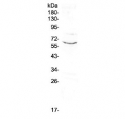 Western blot testing of human placenta lysate with CD1c antibody at 0.5ug/ml. Predicted molecular weight ~38 kDa (unmodified), ~43 kDa (glycosylated); observed here at ~62 kDa.