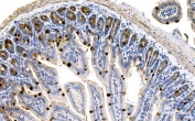 IHC testing of FFPE mouse colon tissue with Mucin-2 antibody at 1ug/ml. Required HIER: steam section in pH8 EDTA for 20 min and allow to cool prior to testing.
