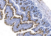 IHC testing of FFPE rat colon tissue with Mucin-2 antibody at 1ug/ml. Required HIER: steam section in pH8 EDTA for 20 min and allow to cool prior to testing.