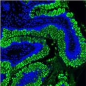 Immunofluorescent staining of FFPE human ileum with Mucin-2 antibody. HIER: boil tissue sections in pH6, 10mM citrate buffer, for 20 min and allow to cool before testing.