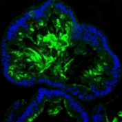 Immunofluorescent staining of FFPE human colon with Mucin-2 antibody. HIER: boil tissue sections in pH6, 10mM citrate buffer, for 20 min and allow to cool before testing.
