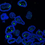 Immunofluorescent staining of FFPE mouse colon with Mucin-2 antibody. HIER: boil tissue sections in pH6, 10mM citrate buffer, for 20 min and allow to cool before testing.