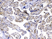 IHC testing of FFPE human placental tissue with VEGF Receptor 3 antibody at 1ug/ml. Required HIER: steam section in pH6 citrate buffer for 20 min and allow to cool prior to testing.