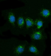 Immunofluorescent staining of FFPE mouse RM-1 cells with Cd81 antibody (green) and DAPI nuclear stain (blue). HIER: steam section in pH6 citrate buffer for 20 min.