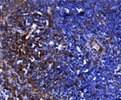 IHC staining of FFPE mouse liver with Cd81 antibody. HIER: boil tissue sections in pH8 EDTA buffer for 20 min and allow to cool before testing. Green=isotype control, Blue= Cd81 antibody.