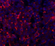 Immunofluorescent staining of FFPE rat liver tissue with Cd81 antibody (red) and DAPI nuclear stain (blue). HIER: steam section in pH8 EDTA buffer for 20 min.