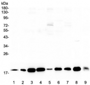 Western blot testing of 1) rat brain, 2) rat heart, 3) rat liver, 4) rat kidney, 5) human HeLa, 6) human placenta, 7) human Jurkat, 8) mouse liver and 9) mouse kidney lysate with LIF antibody at 0.5ug/ml. Predicted molecular weight ~23 kDa (unmodified), 32-62 kDa (glycosylated).