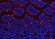 Immunofluorescent staining of FFPE mouse intestinal tissue with Tff3 antibody (red) and DAPI nuclear stain (blue). HIER: steam section in pH6 citrate buffer for 20 min.