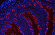 Immunofluorescent staining of FFPE rat intestinal tissue with Tff3 antibody (red) and DAPI nuclear stain (blue). HIER: steam section in pH6 citrate buffer for 20 min.