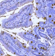 IHC testing of FFPE mouse colon tissue with Tff3 antibody. Required HIER: steam section in pH8 EDTA buffer for 20 min and allow to cool prior to testing.