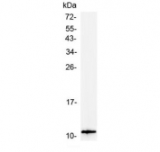 Western blot testing of mouse small intestine tissue lysate with Tff3 antibody at 0.5ug/ml. Predicted molecular weight ~10 kDa.