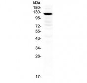Western blot testing of rat brain lysate with GRIN1 antibody at 0.5ug/ml. Predicted molecular weight ~105 kDa.