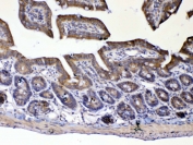 IHC testing of FFPE mouse small intestine tissue with UGT1A1 antibody at 1ug/ml. Required HIER: steam section in pH6 citrate buffer for 20 min and allow to cool prior to testing.