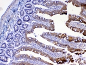 IHC testing of FFPE rat small intestine tissue with UGT1A1 antibody at 1ug/ml. Required HIER: steam section in pH6 citrate buffer for 20 min and allow to cool prior to testing.