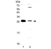 Western blot testing of human 1) MCF7 and 2) PANC-1 cell lysate with TWEAK antibody at 0.5ug/ml. Predicted molecular weight ~27 kDa.