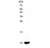 Western blot testing of mouse lung tissue lysate with Scgb1a1 antibody at 0.5ug/ml. Expected molecular weight: 10-17 kDa.