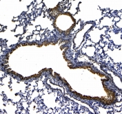 IHC testing of FFPE rat lung tissue with Uteroglobin antibody at 1ug/ml. Required HIER: steam section in pH6 citrate buffer for 20 min and allow to cool prior to testing.