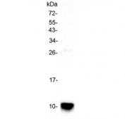 Western blot testing of rat lung tissue lysate with Uteroglobin antibody at 0.5ug/ml. Expected molecular weight: 10-17 kDa.