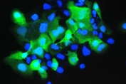 Immunofluorescent staining of FFPE human A431 cells with Psoriasin antibody (green) at 2ug/ml and DAPI nuclear stain (blue). HIER: steam section in pH6 citrate buffer for 20 min.