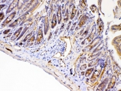 IHC testing of FFPE mouse intestine tissue with PPID antibody at 1ug/ml. Required HIER: steam section in pH6 citrate buffer for 20 min and allow to cool prior to testing.