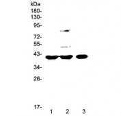 Western blot testing of 1) rat spleen, 2) rat liver and 3) mouse testis lysate with PPID antibody at 0.5ug/ml. Predicted molecular weight ~41 kDa.