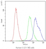 Flow cytometry testing of human U-251 MG cells with PPID antibody at 1ug/10^6 cells (blocked with goat sera); Red=cells alone, Green=isotype control, Blue=PPID antibody.