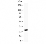 Western blot testing of 1ng of recombinant mouse protein with Cd252 antibody at 0.5ug/ml. Predicted molecular weight: 22-35 kDa depending on glycosylation level.