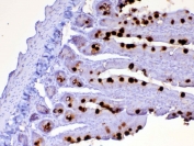 IHC testing of FFPE rat small intestine tissue with Cd252 antibody at 1ug/ml. Required HIER: steam section in pH6 citrate buffer for 20 min and allow to cool prior to testing.