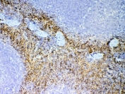 IHC testing of FFPE mouse spleen tissue with CXCL7 antibody at 1ug/ml. Required HIER: steam section in pH6 citrate buffer for 20 min and allow to cool prior to testing.