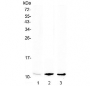 Western blot testing of mouse 1) bone marrow, 2) lung and 3) spleen lysate with CXCL7 antibody at 0.5ug/ml. Predicted molecular weight: 8~14 kDa.