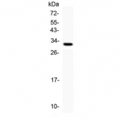 Western blot testing of 1ng of recombinant human protein with Kallikrein 1 antibody at 0.5ug/ml.