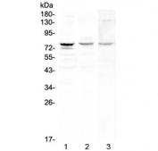 Western blot testing of 1) human MCF7, 2) human HepG2 and 3) mouse heart lysate with PLK2 antibody at 0.5ug/ml. Predicted molecular weight ~78 kDa.