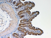 IHC testing of FFPE rat small intestine tissue with GALNS antibody at 1ug/ml. Required HIER: steam section in pH6 citrate buffer for 20 min and allow to cool prior to testing.