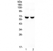 Western blot testing of 1) rat brain and 2) mouse brain with GAD65 antibody at 0.5ug/ml. Predicted molecular weight ~65 kDa.