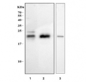 Western blot testing of 1) human HEL, 2) human PC-3 and 3) mouse lung tissue lysate with MAX antibody. Two forms of MAX may be observed: 16-17 kDa and 21-22 kDa.