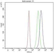 Flow cytometry testing of fixed and permeabilized human JK-1 cells with PDK2 antibody at 1ug/million cells (blocked with goat sera); Red=cells alone, Green=isotype control, Blue= PDK2 antibody.