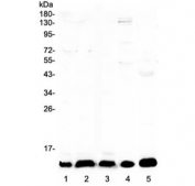 Western blot testing of 1) human SW620, 2) human HepG2, 3) human HeLa, 4) rat brain and 5) mouse skeletal muscle lysate with CXCL14 antibody at 0.5ug/ml. Predicted molecular weight ~13 kDa.