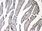 IHC testing of FFPE rat heart tissue with CXCL14 antibody at 1ug/ml. Required HIER: steam section in pH6 citrate buffer for 20 min and allow to cool prior to testing.