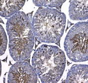 IHC testing of FFPE mouse testis tissue with GSTM3 antibody at 1ug/ml. Required HIER: steam section in pH6 citrate buffer for 20 min and allow to cool prior to testing.