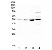 Western blot testing of rat 1) spleen, 2) thymus, 3) lung, 4) heart lysate with ICAM2 antibody at 0.5ug/ml. Expected molecular weight: 31-60 kDa depending on glycosylation level.